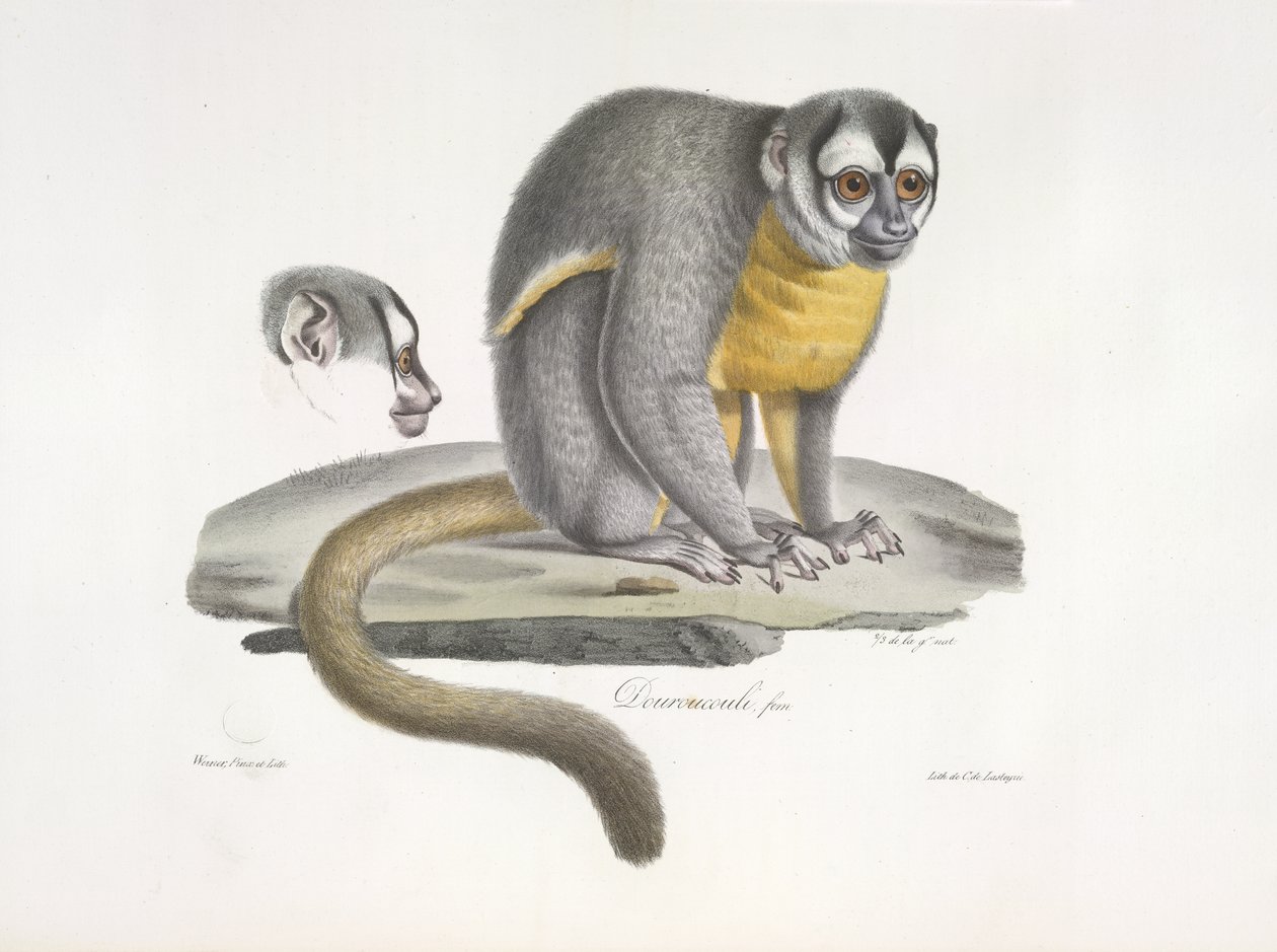 Douroucouli nebo noční opice - Aotus trivirgatus, z přírodní historie savců (barva litho) od French School