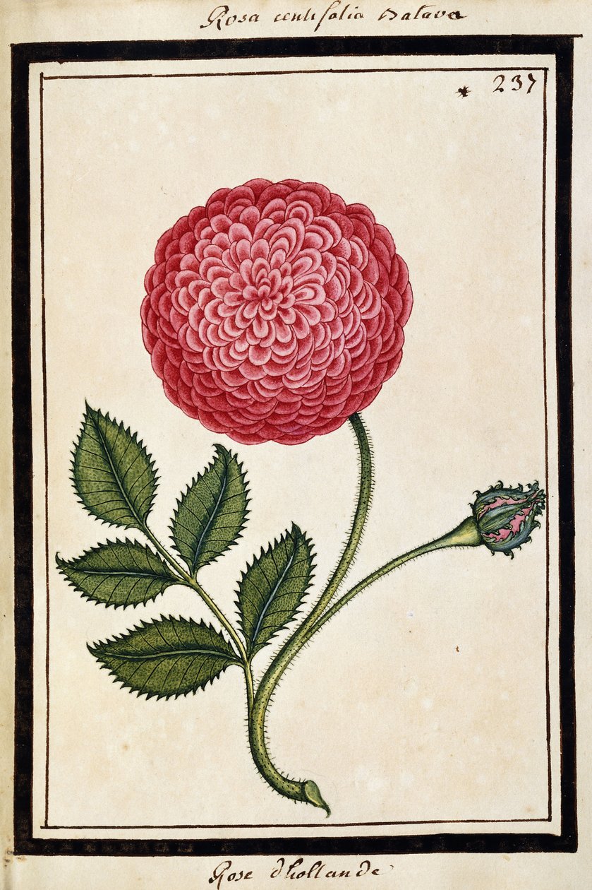 Dutch Rose, cca 1700 (kresba akvarelem, rámováno černě) od French School