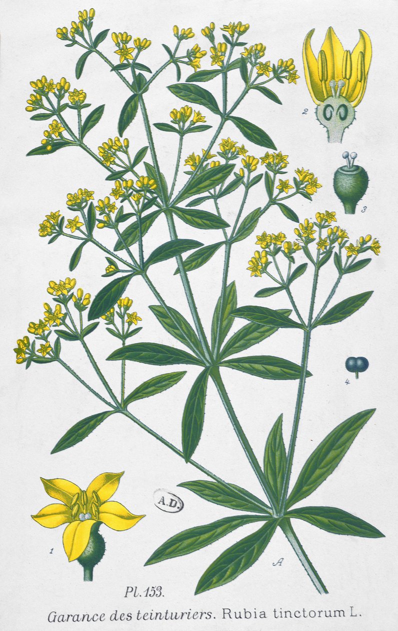 Dyers Madder (Rubia Tinctorum) od French School
