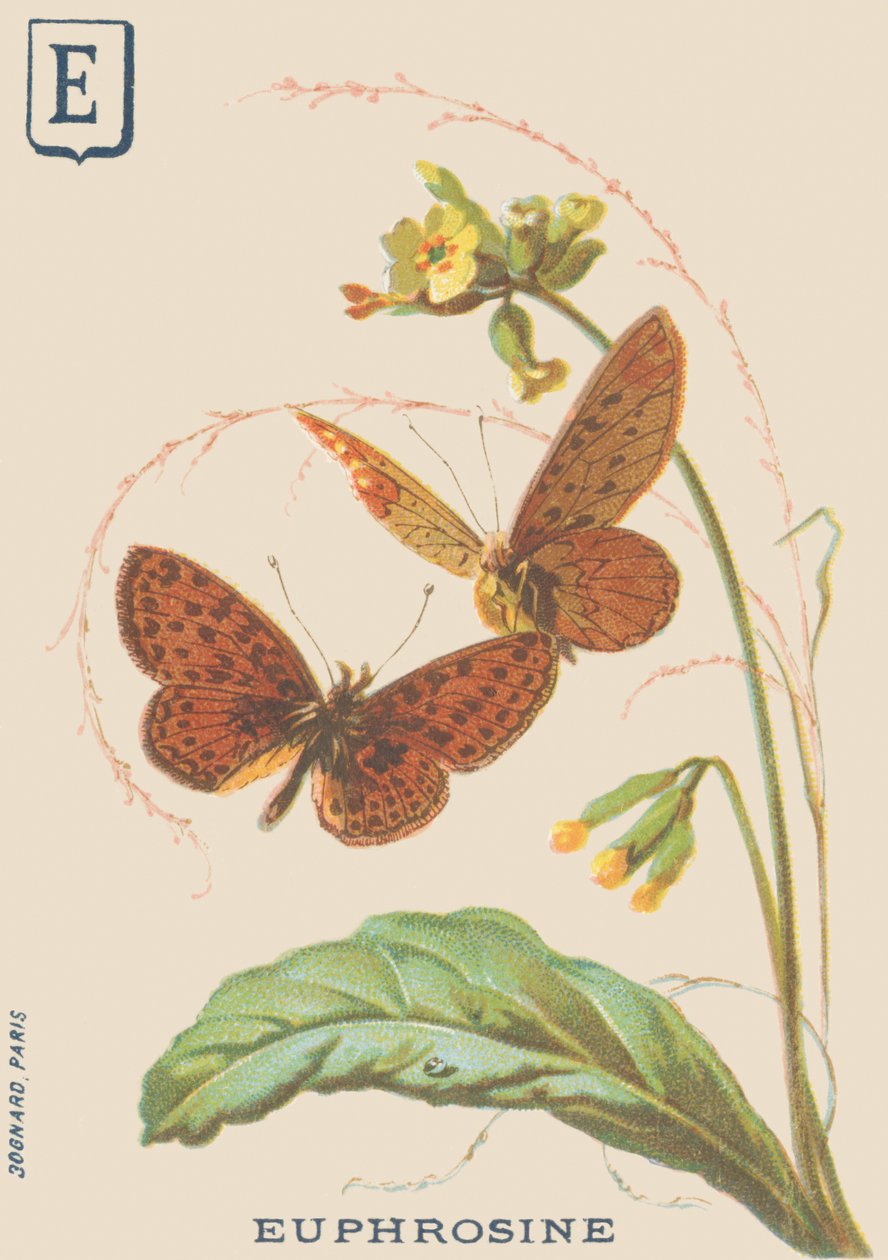 E: Euphrosine (Clossiana euphrosine nebo velký stříbrný náhrdelník) od French School