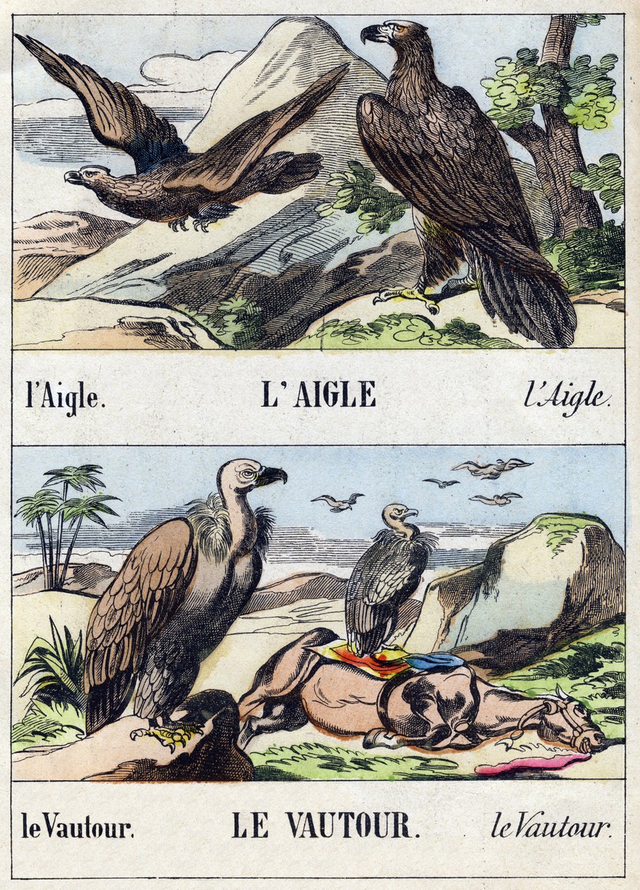 Orel a sup. Rytina "Buffon Alphabet des Oiseaux n 1". 3. série N 1. Zobrazování Epinalu, Epinal, konec 19. století. 16 stran. Rozměr: 28 x 21 cm od French School