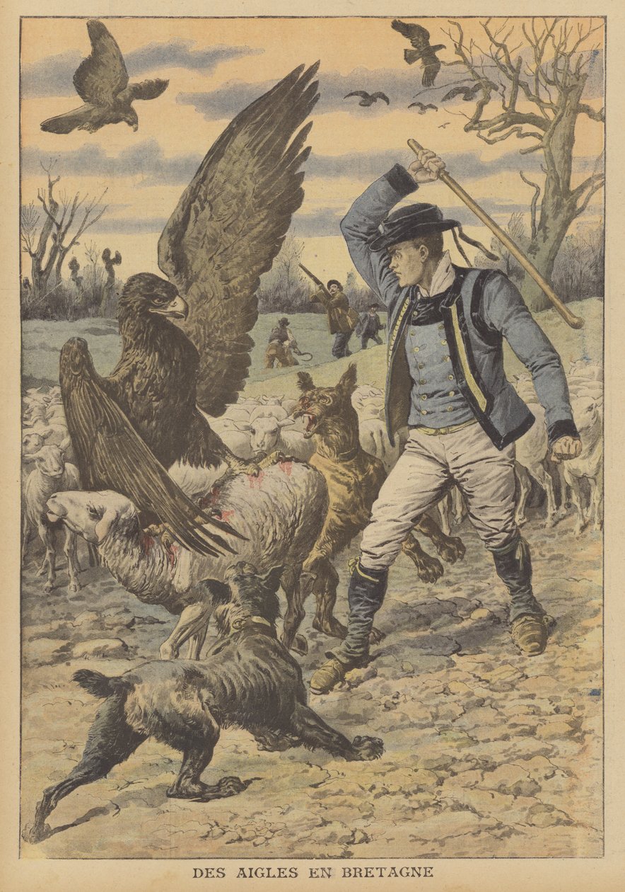 Orli útočí na stádo ovcí v Bretani (barevná litografie) od French School