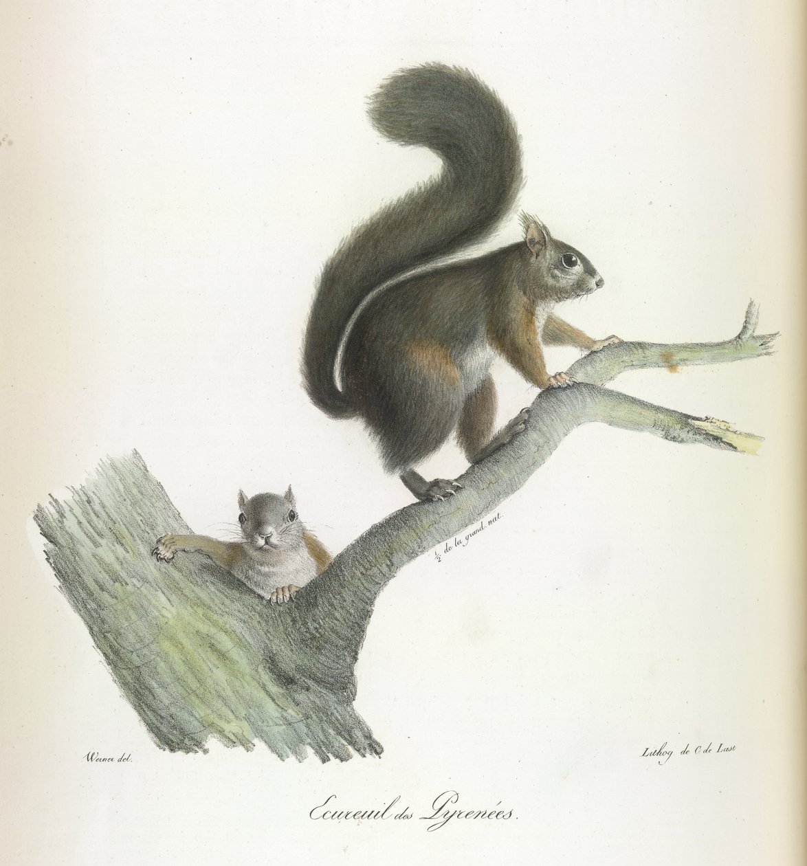 Ecureuil des Pyrenees, veverka, z přírodní historie savců (barva litho) od French School