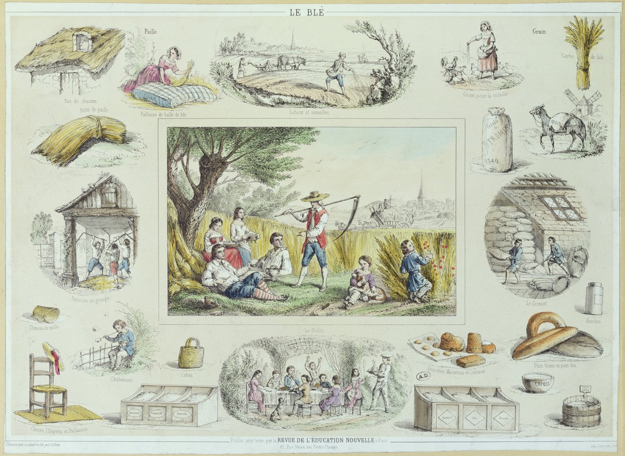 Vzdělávací ilustrace kukuřice, cca 1860-70 (barevná rytina) od French School