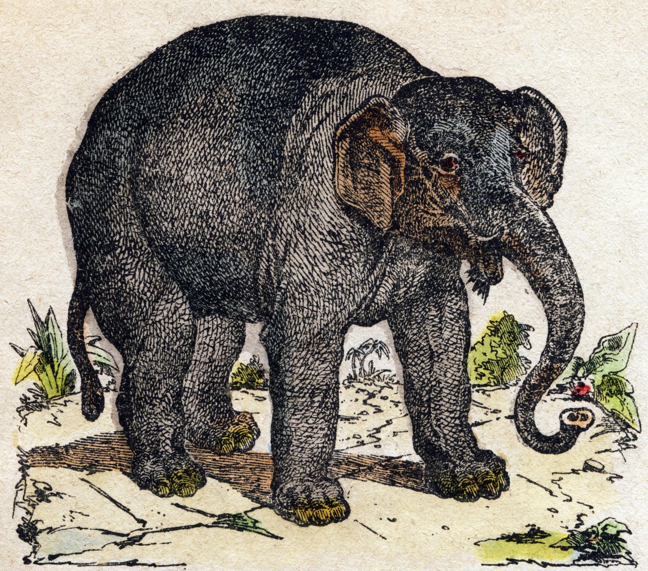 Slon. Gravírování v „“Abeceda zvířat sauvages““. 9. série. Obrázky Epinal, Pellerin, tiskárna-nakladatel, kolem roku 1870. Rytiny na dřevě, šablona. 16 stran. Rozměr: 20 x 15 cm. Soukromá sbírka od French School