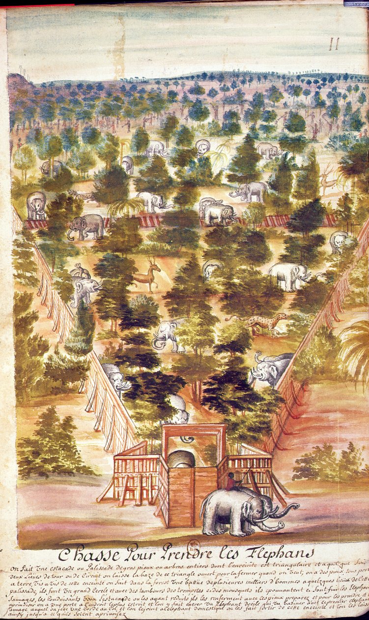 Lov na slony v Siamu, z popisu jezuitů v Siamu, 1688 (wc na papíře) od French School