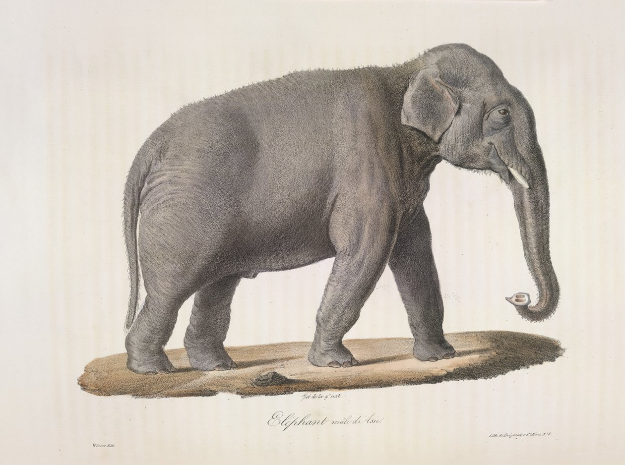 Asijský slon, z přírodní historie savců (barva litho) od French School