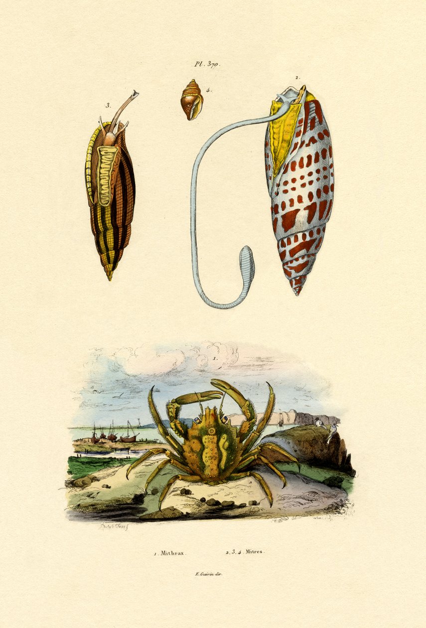 Smaragdový krab, 1833-39 od French School