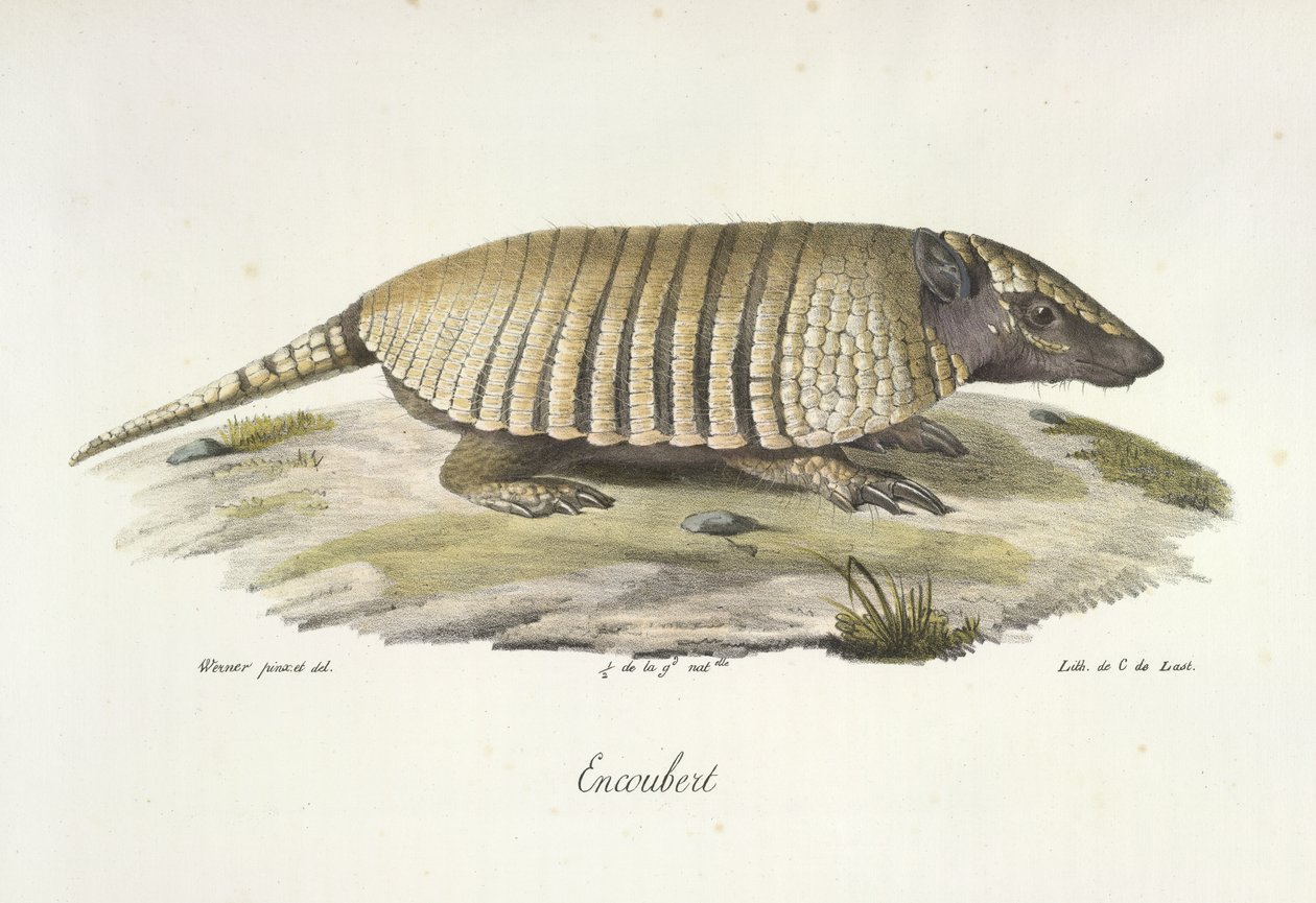 Encoubert, Armadillo, z Natural History of savců (barva litho) od French School