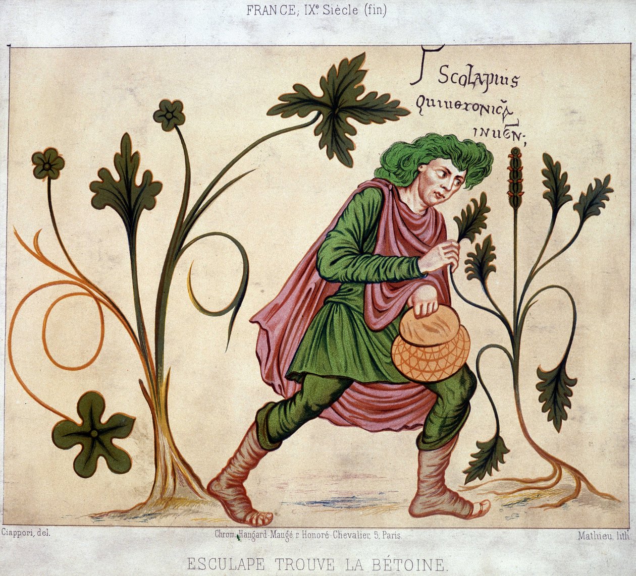 Esculapus najde betoneum (léčivá rostlina) od French School