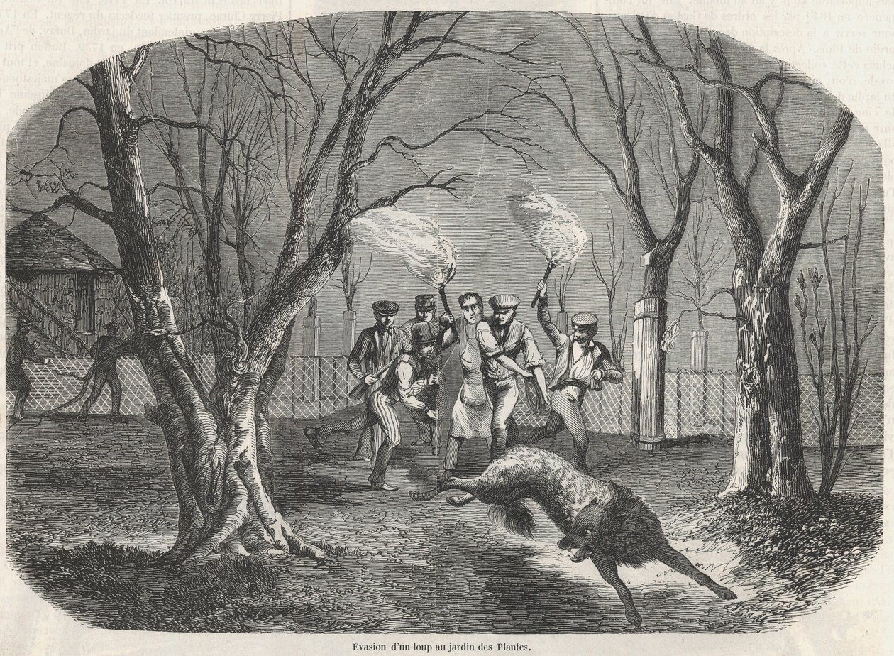 Útěk vlka v Jardin des Plantes v Paříži - rytina v „Tableau-de-Paris“ od Edmonda Texiera 1852 od French School