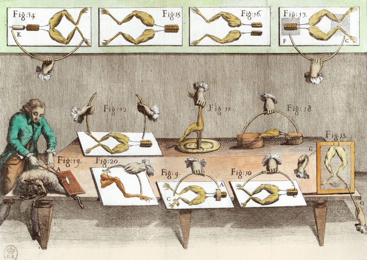 Experiment na žábách, ilustrace z Síly elektřiny v pohybu muscumari (později zbarvení) od French School