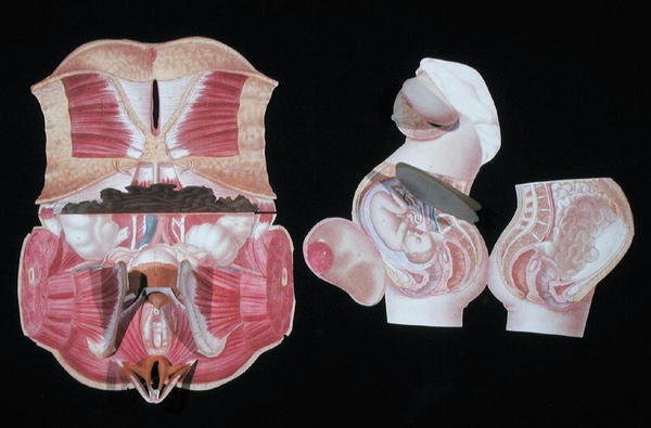 Ženská anatomická postava z 