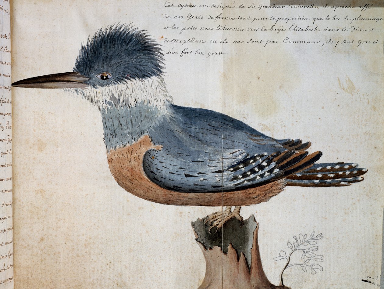 Samice ledňáčka říčního (Megaceryle torquata), Elizabeth Bay, Magellanův průliv, akvarel z Voyage pana De Beauchesna, kapitána Compagnie royale de la Mer du Sud, od roku 1698 do roku 1701, Francie od French School