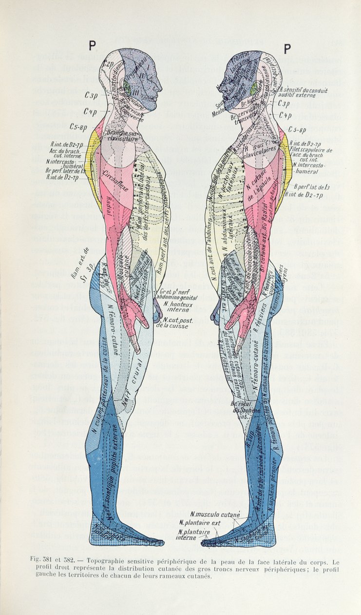 Obr. 381 & 382 Nervový systém, ze Semiologie des Affections du System Nerveux od J. Dejerine, 1914 od French School