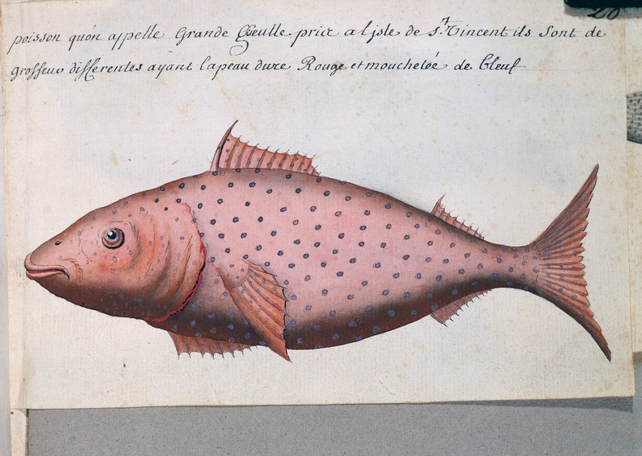 Ryba zvaná Big Mouth, ostrov Sao Vicente, Kapverdy, akvarel z lodního deníku od Jacquese Gouina de Beauchesne (1652-1730), kapitána Compagnie royale de la Mer du Sud, od roku 1698 do roku 1701, Francie od French School