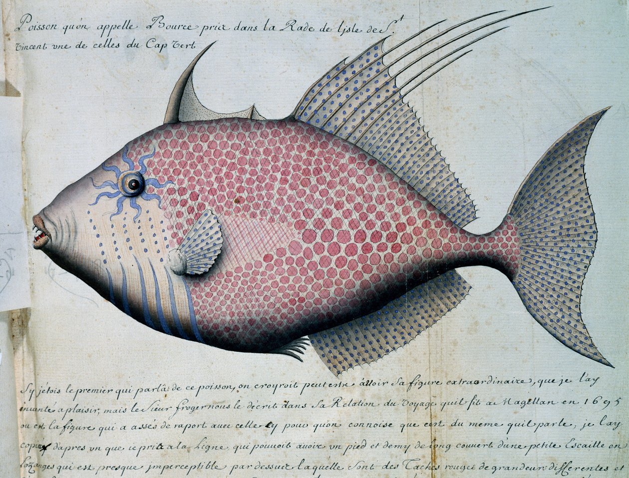 Ryba jménem Bource, ostrov Sao Vicente, Kapverdy, akvarel z lodního deníku od Jacquese Gouina de Beauchesne (1652-1730), kapitána Compagnie royale de la Mer du Sud, od roku 1698 do roku 1701, Francie od French School