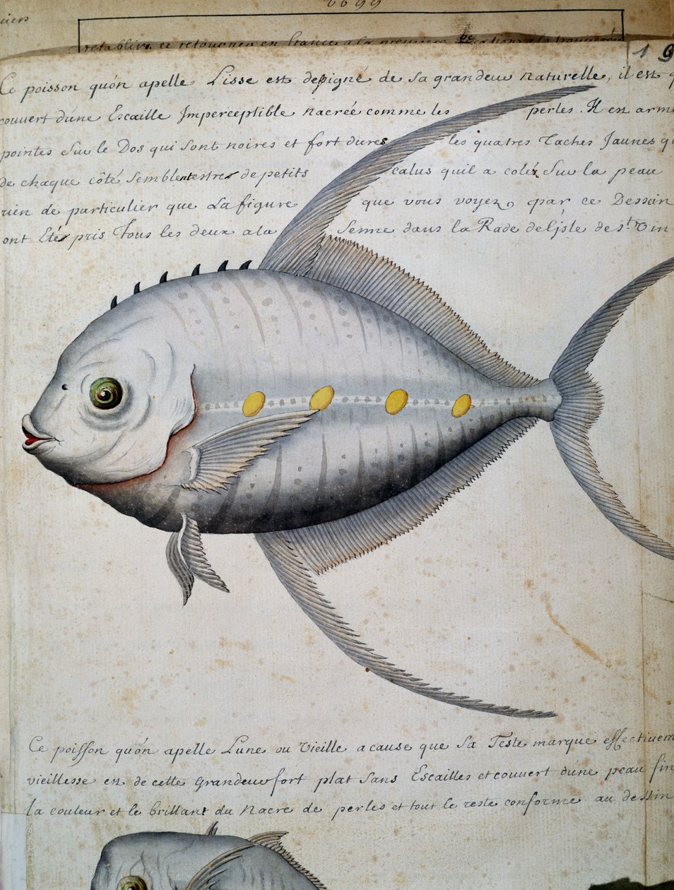 Ryba jménem Lisse, ostrov Sao Vicente, Kapverdy, akvarel z lodního deníku od Jacquese Gouina de Beauchesne (1652-1730), kapitána Compagnie royale de la Mer du Sud, od roku 1698 do roku 1701, Francie od French School