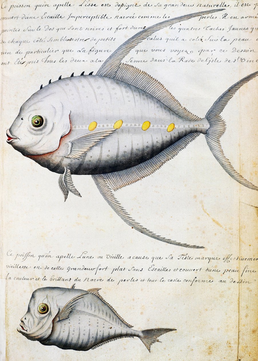 Ryba jménem Lisse and Moon fish, ostrov Sao Vicente, Cape Verde, akvarel z lodního deníku od Jacquese Gouina de Beauchesne (1652-1730), kapitána Compagnie royale de la Mer du Sud, od roku 1698 do roku 1701, Francie od French School