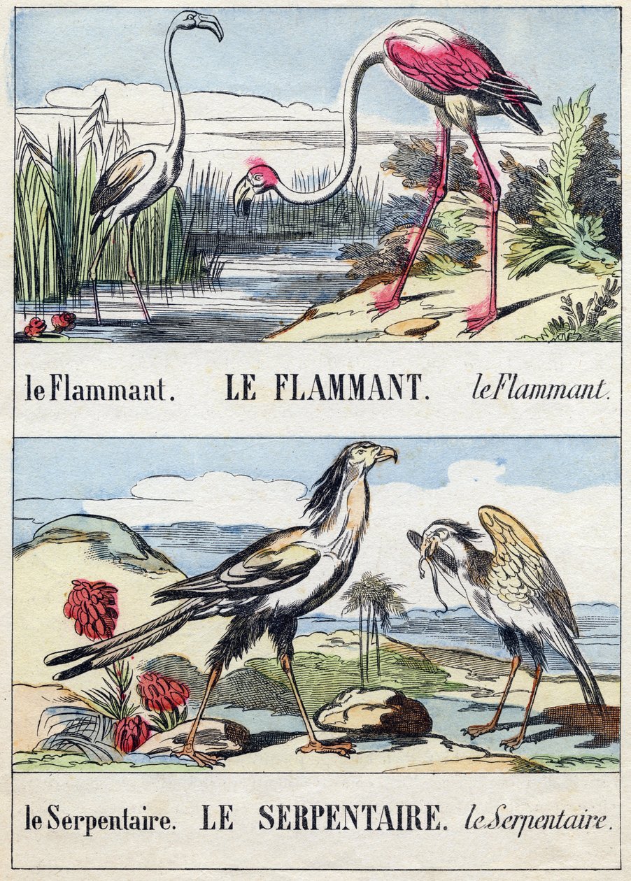 Flament a had. Rytina "Buffon Alphabet des Oiseaux n 2". 3. série N 2. Zobrazování Epinalu, Epinal, konec 19. století. 16 stran. Rozměr: 28 x 21 cm od French School