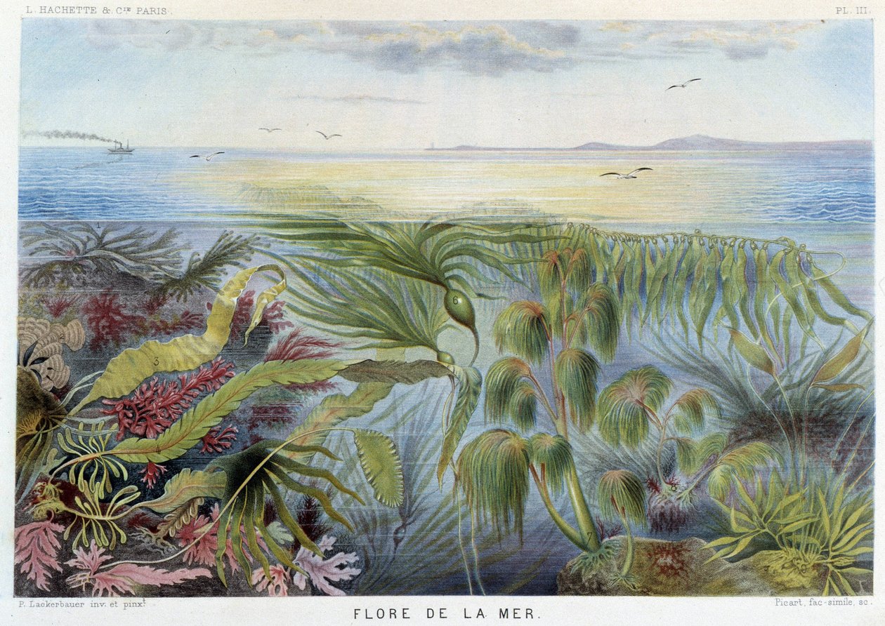 Flora moře - in "Le Monde de la Mer" Alfred Fredol, ed. Paris, Hachette. od French School