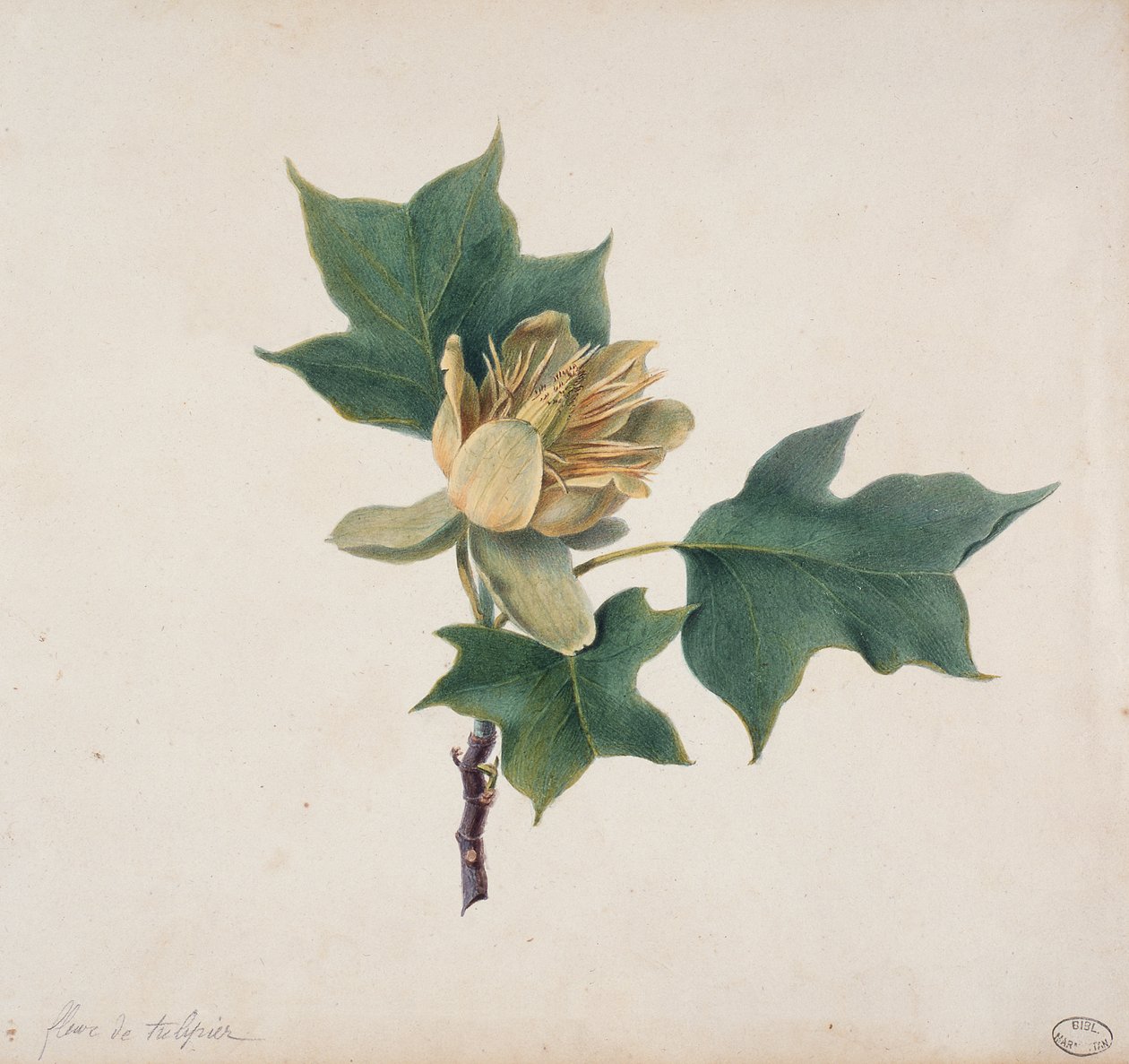 Květ tulipánového stromu od French School