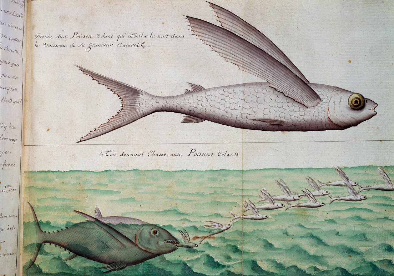 Létající ryby a tuňák pronásledující létající ryby, obratník Raka, akvarel z lodního deníku Jacquese Gouina de Beauchesne (1652-1730), kapitána Compagnie royale de la Mer du Sud, 1698-1701, Francie od French School