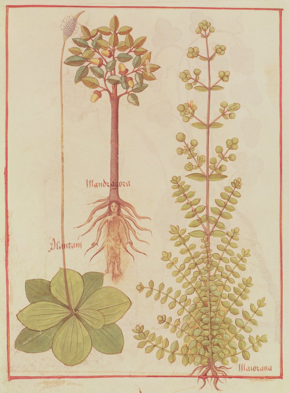 Fr 12322 f.180v Jitrocel, majoránka a mandragora, z Livre des Simples Mediecines, kolem 1520-30 od French School