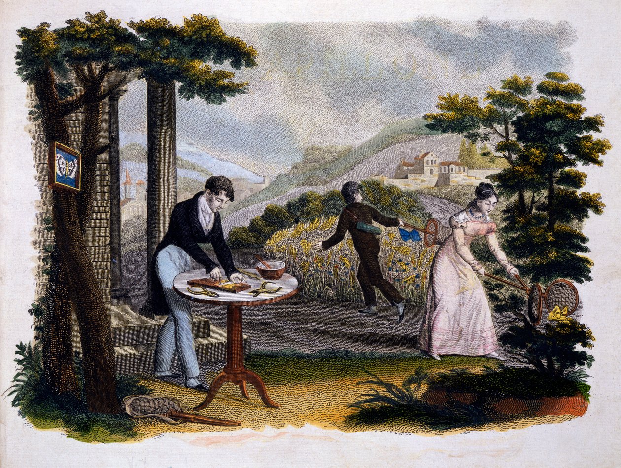 Frontispis z Les Papillons... od Eugena Ballanda (1796-c.1850), vydal P. Blanchard, Lecerf, Paříž, 1823 (barevná rytina) od French School