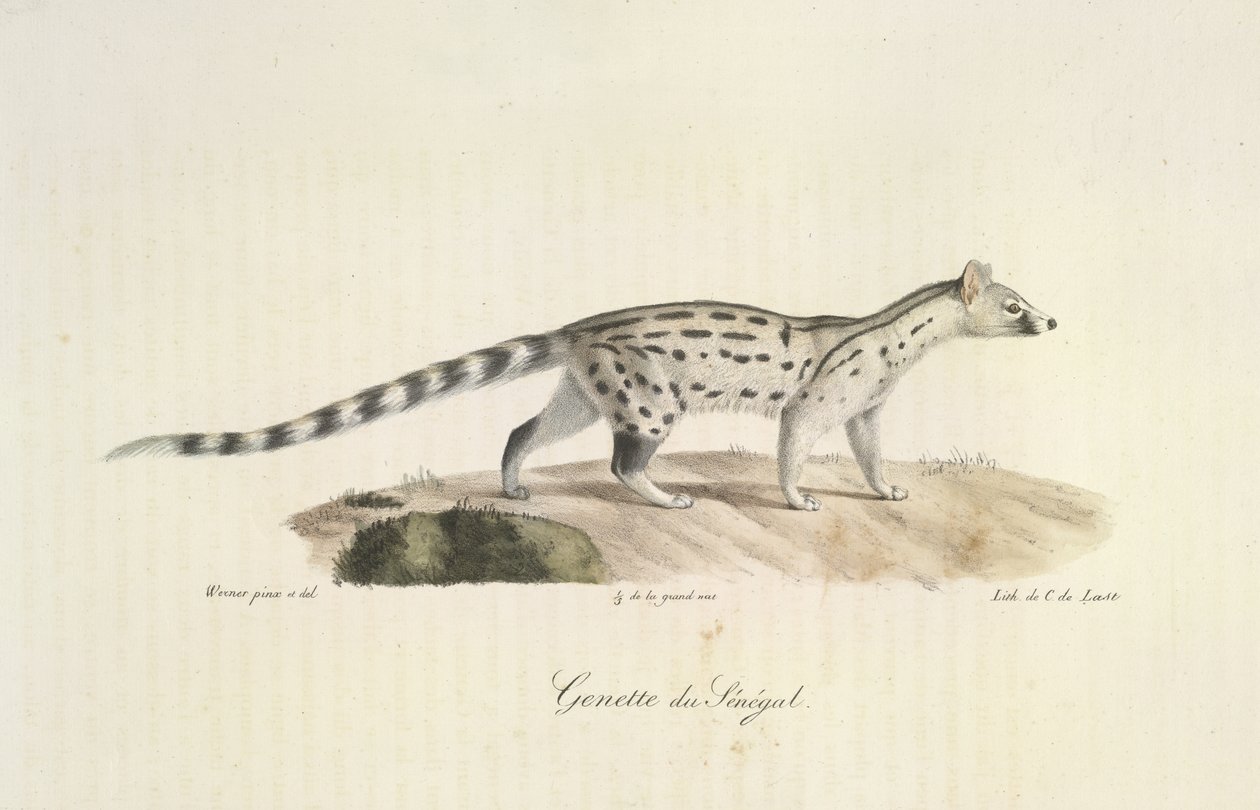 Senegal Genet, z přirozené historie savců (barevné lito) od French School