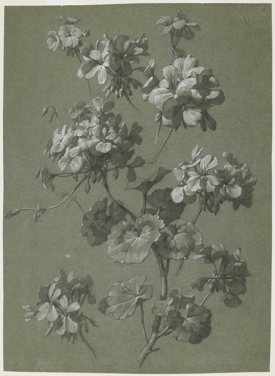 Geranium (Pelargonium sp.), cca 1800 (dřevěné uhlí a bílá křída, zelená tkanina) od French School