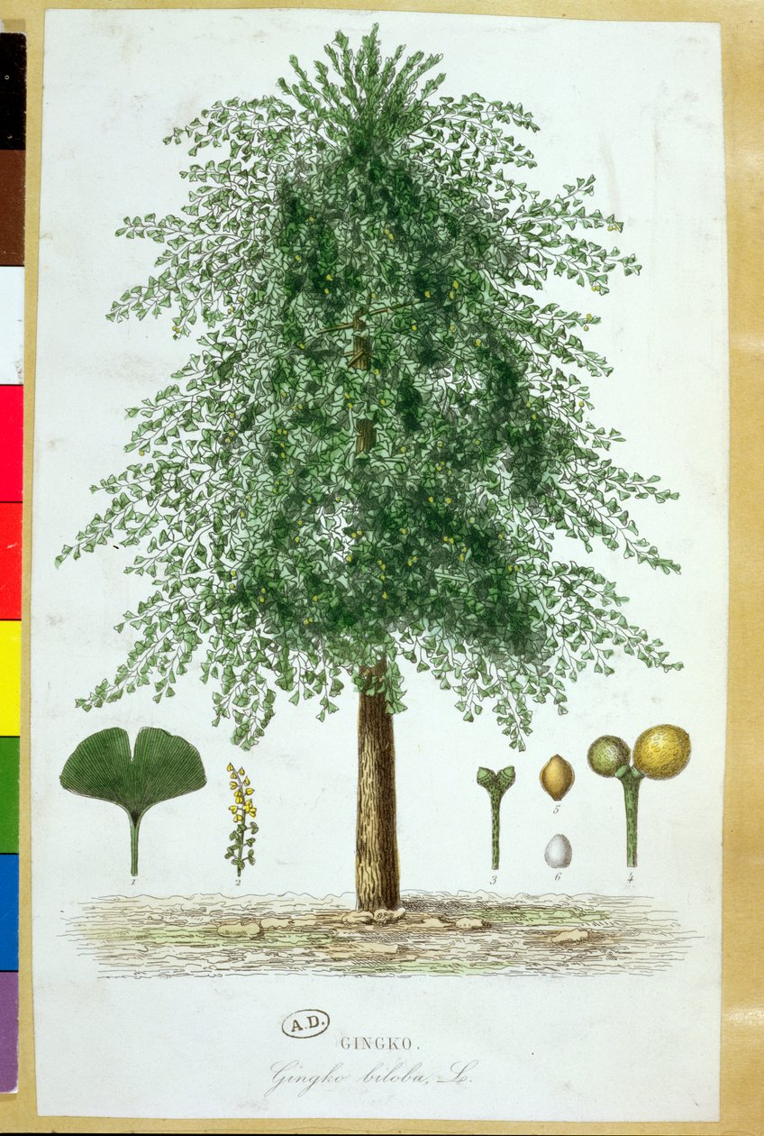 Strom Ginkgo biloba od French School