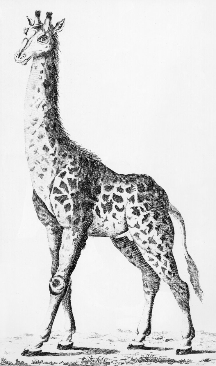 Žirafu, kterou přivezl pan Levaillant na cestách po Africe, ilustrace z Observations sur la Physique, sur lHistoire Naturelle et sur les Arts, věnované Mgr. Le Comte dArtois, prosinec 1789 od French School