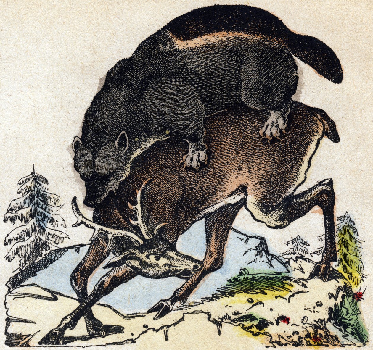 Žrout. Gravírování v „“Abeceda zvířat sauvages““. 9. série. Obrázky Epinal, Pellerin, tiskárna-nakladatel, kolem roku 1870. Rytiny na dřevě, šablona. 16 stran. Rozměr: 20 x 15 cm. Soukromá sbírka od French School