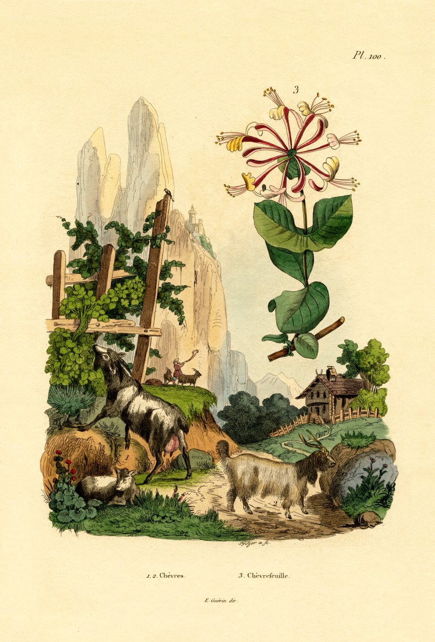 Kozy, 1833-39 od French School