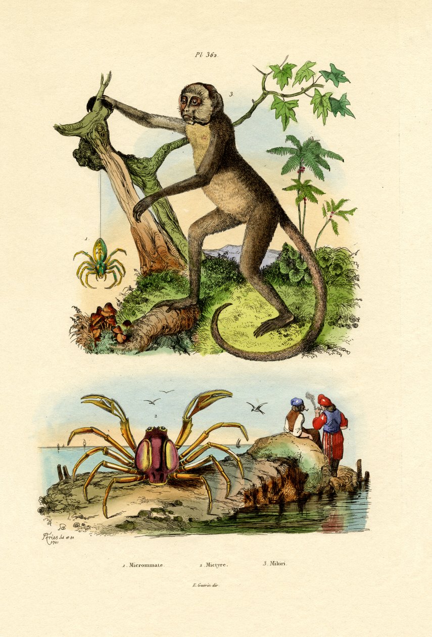 Green Huntsman Spider, 1833-39 od French School