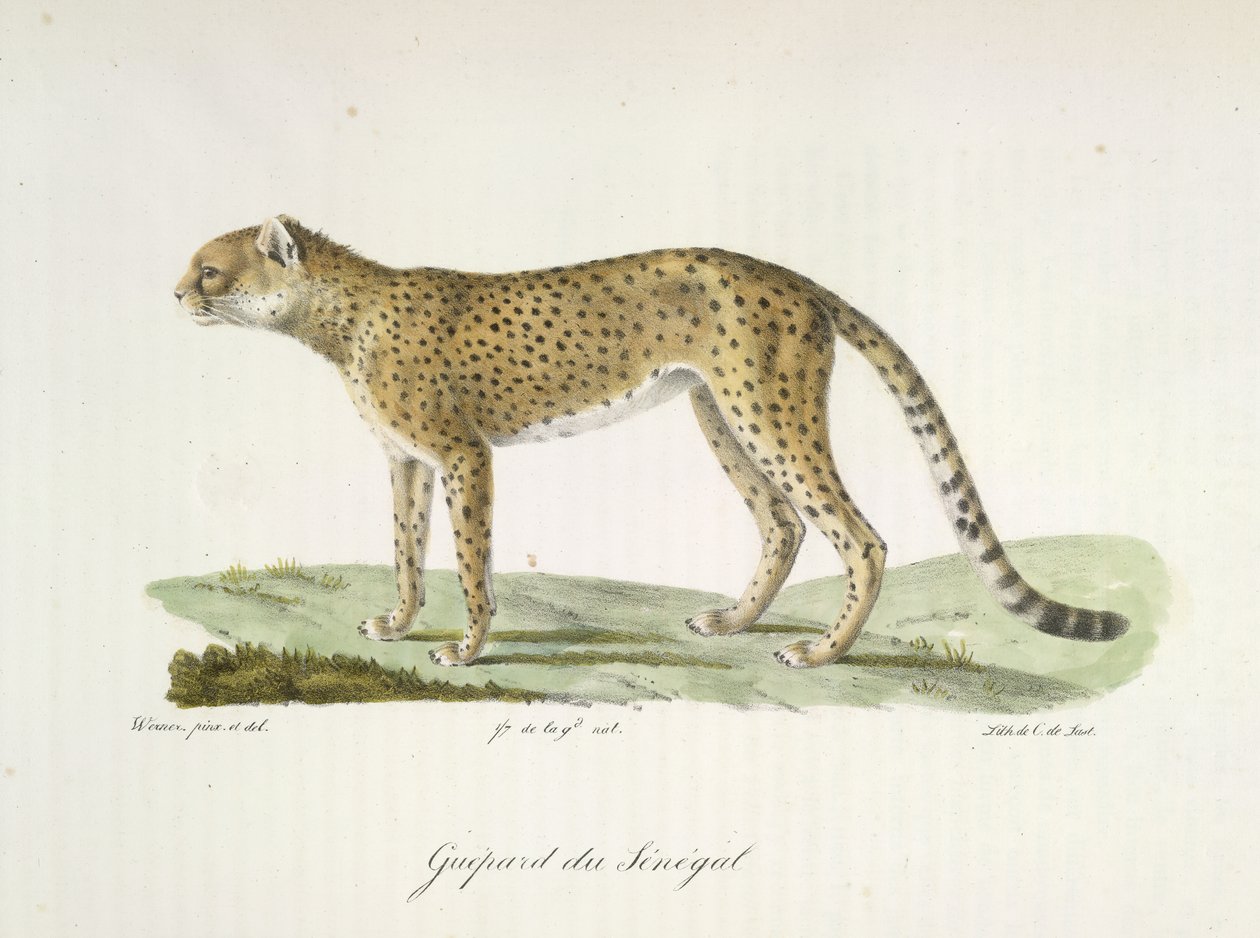 Senegalský gepard, z Přírodní historie savců (barva litho) od French School