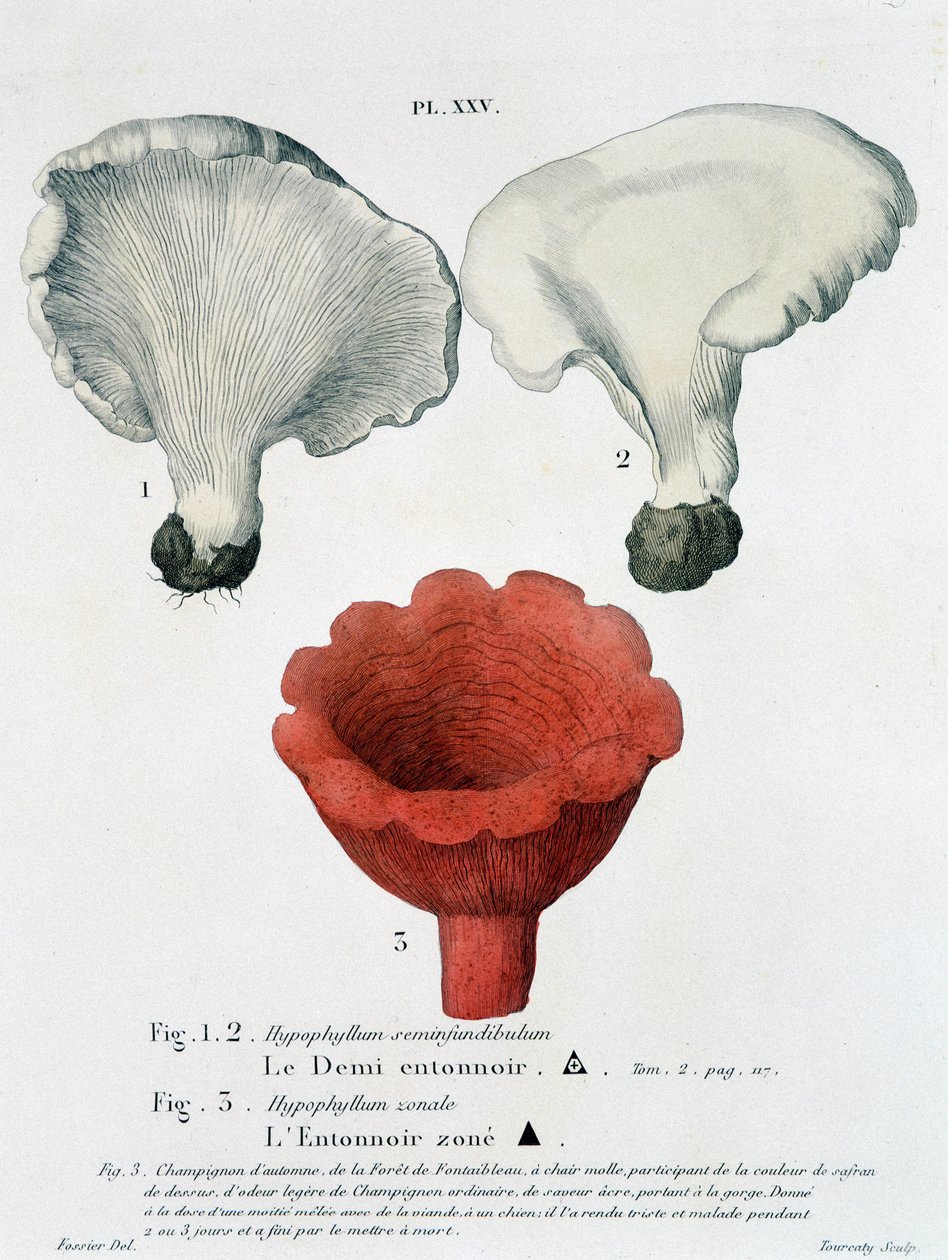 Poloviční nálevka a nálevka zónovaná v Jean Jacques Paulet „Smlouva o houbách“, konec 18. století od French School