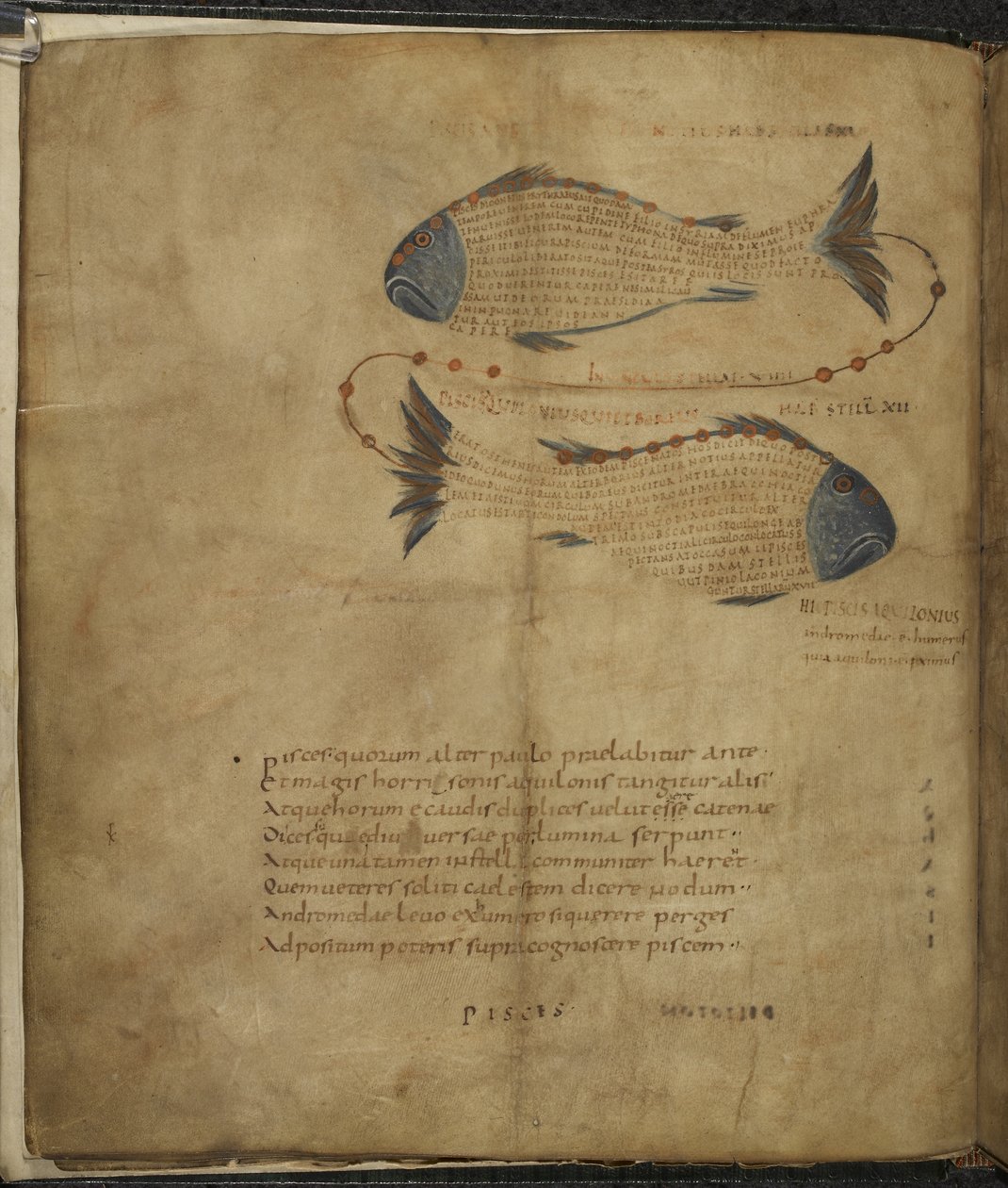 Harley 647, f.3v Ilustrace souhvězdí Ryb, z 