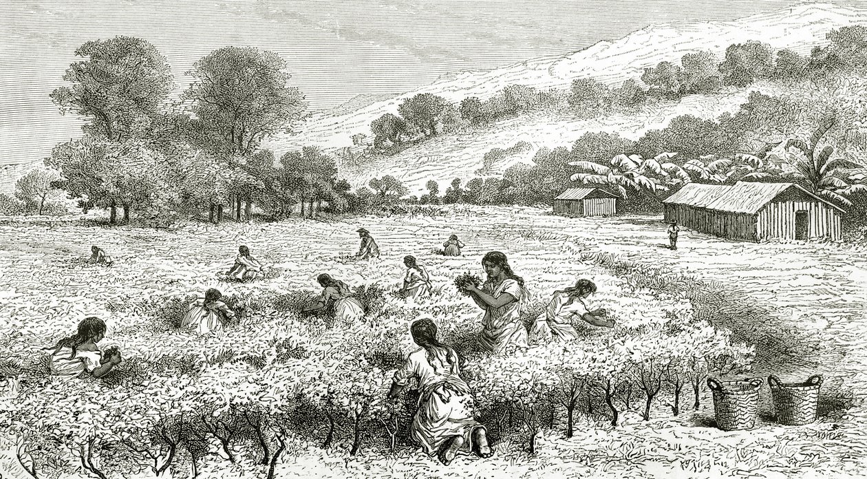 Sklizeň koky, Peru, ilustrace z časopisu Le Tour du Monde, 1877 od French School