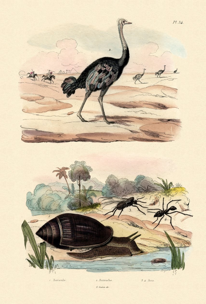Herald Snail, 1833-39 od French School