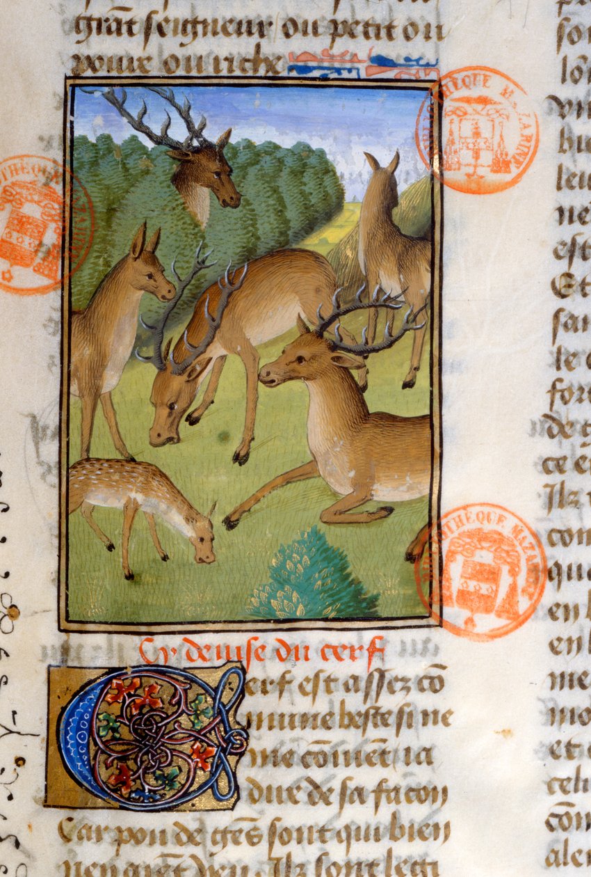 Stádo jelenů, z Livre de la Chasse od Gastona Phebuse de Foix (1331-91) od French School