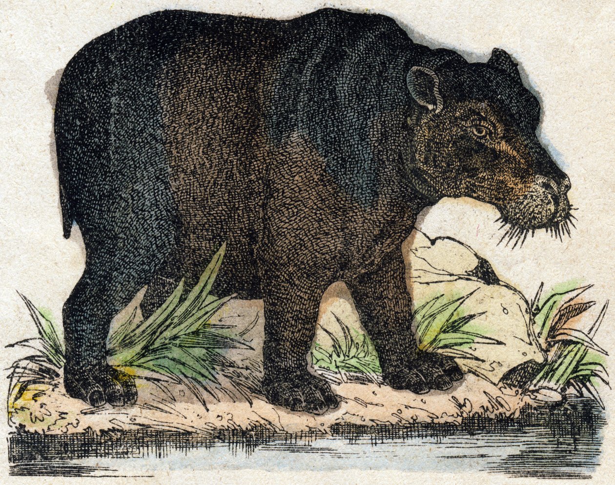 Hroch. Gravírování v „“Abeceda zvířat sauvages““. 9. série. Obrázky Epinal, Pellerin, tiskárna-nakladatel, kolem roku 1870. Rytiny na dřevě, šablona. 16 stran. Rozměr: 20 x 15 cm. Soukromá sbírka od French School