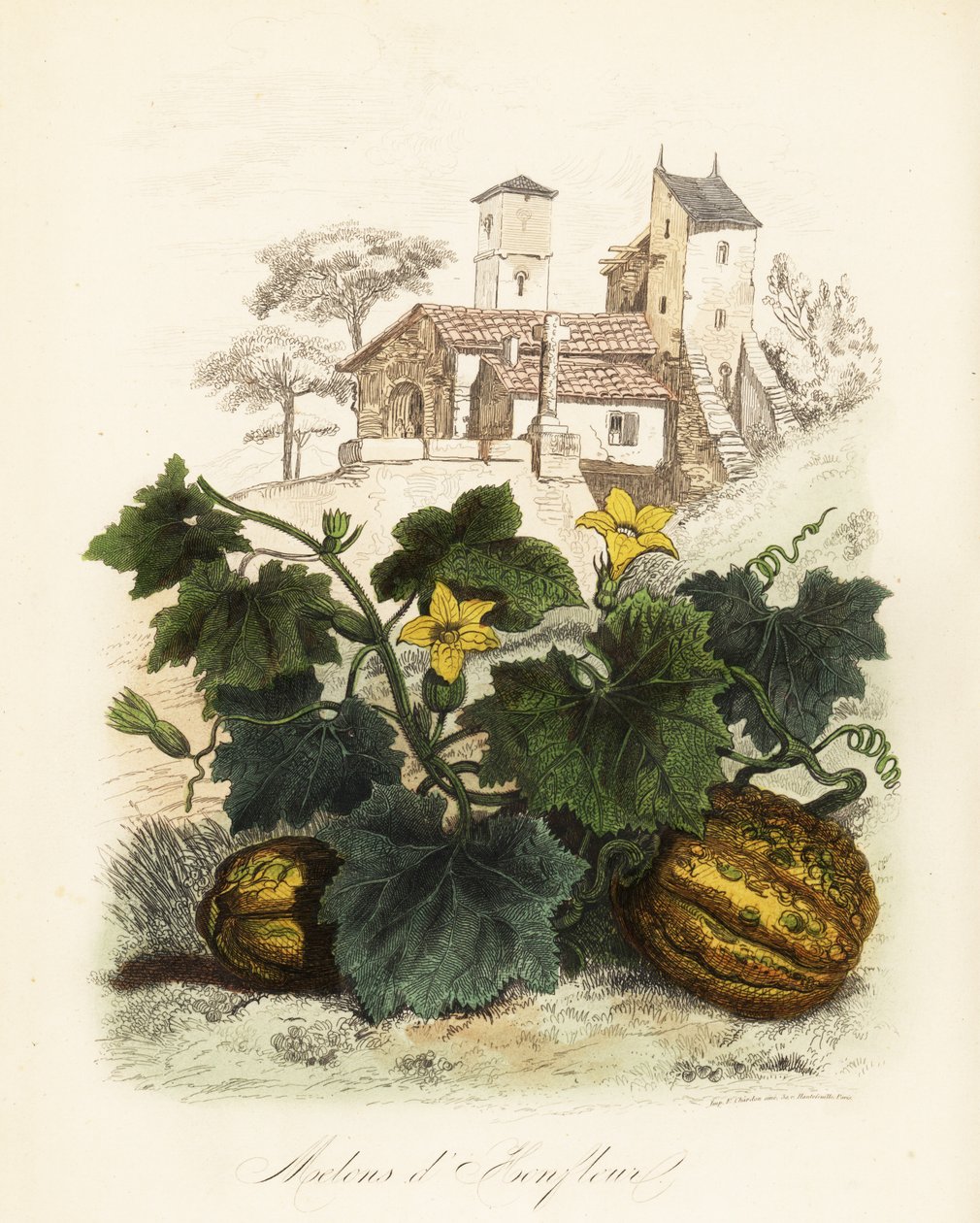 Honfleur meloun, Cucumis melo od French School