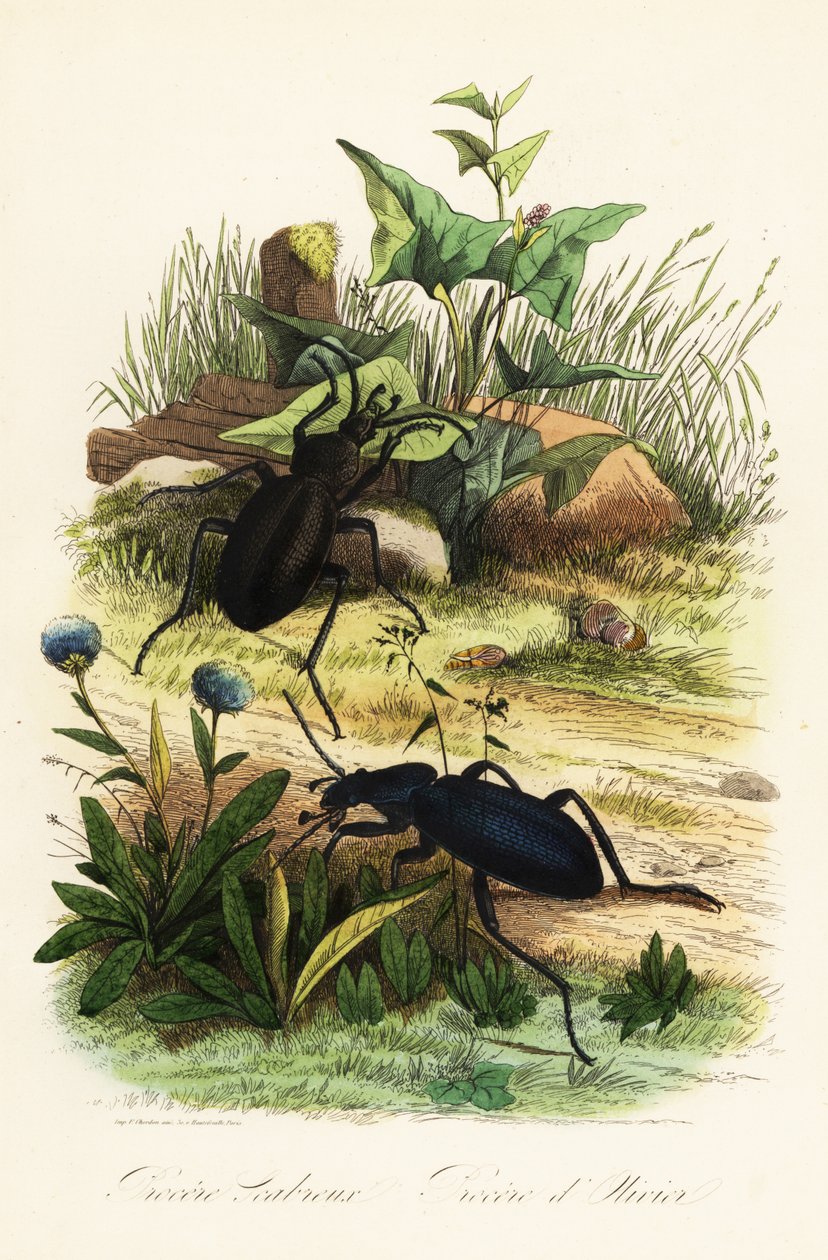 Obrovští fialoví střevlíci, Carabus scabrosus od French School