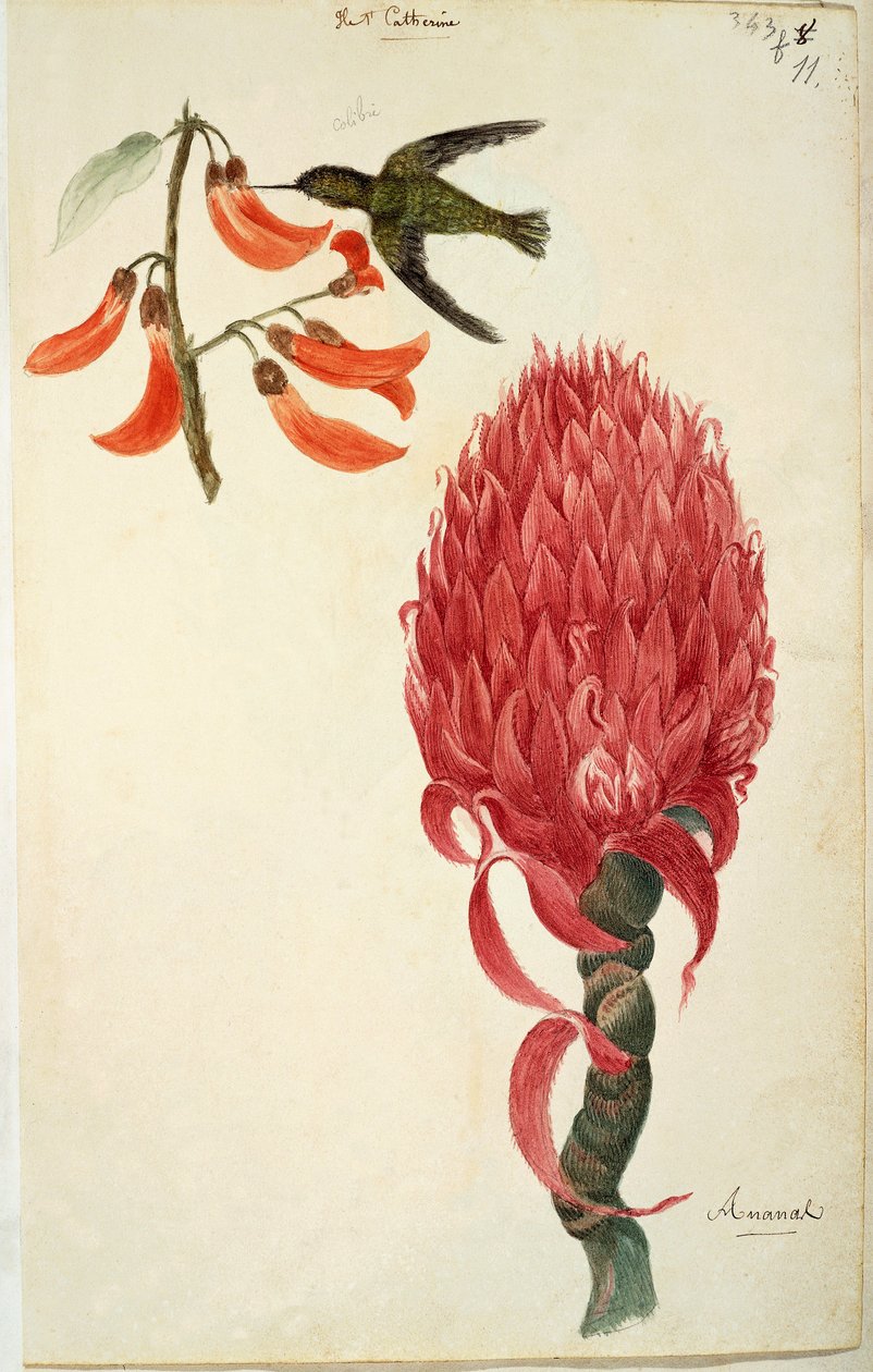 Kolibřík (Trochilidae) a ananas (Ananas comosus) od Lejeune od French School