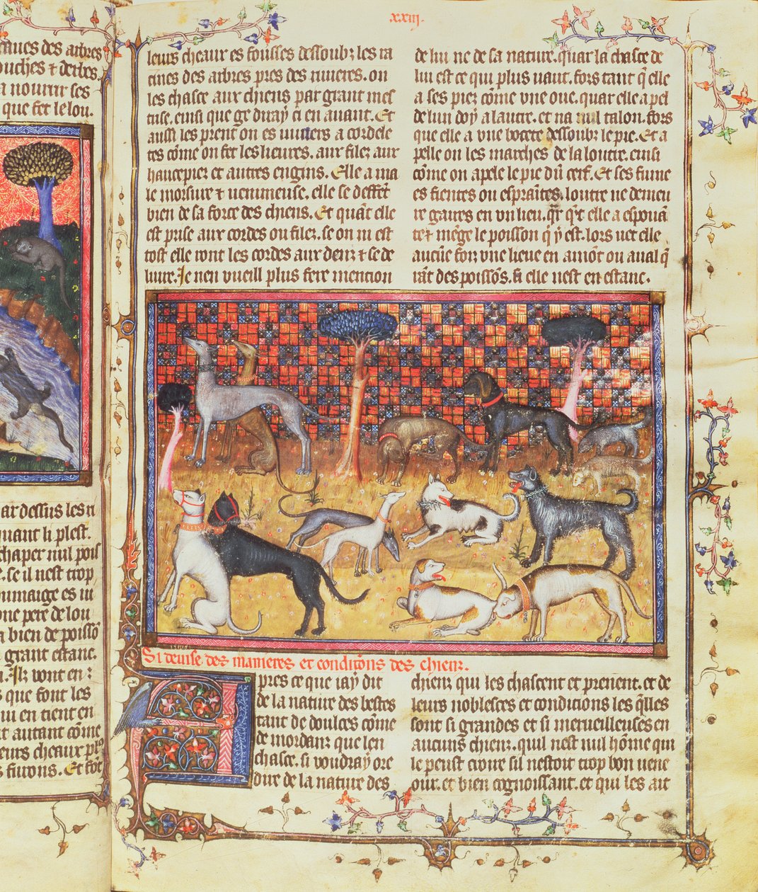 Lovečtí psi od Gastona III, Comte de Foix Phebus le Chasseur (1331-91), z Livre de la Chasse, 1387-89 (kvaš na pergamenu) od French School