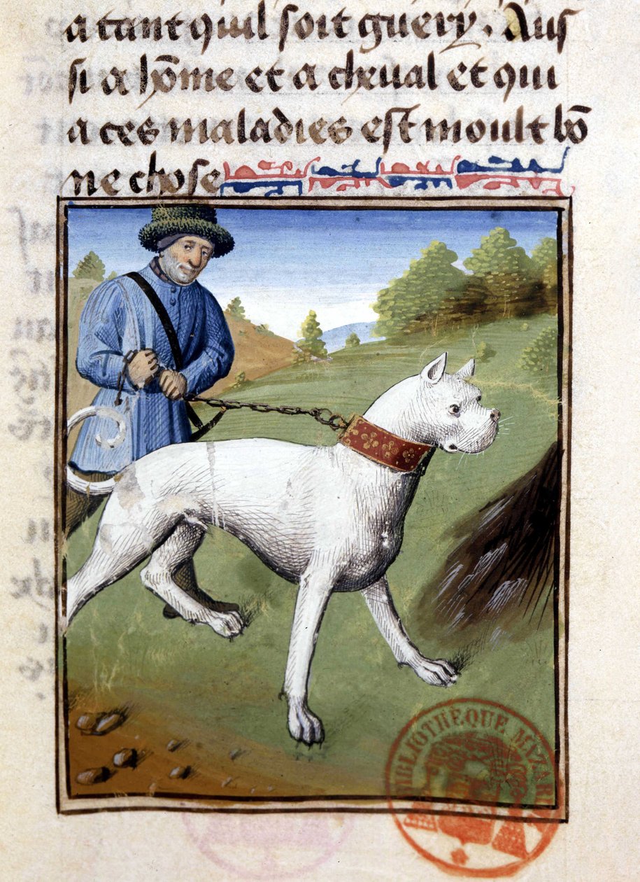 Lovecký pes držený na vodítku - v „“ Book of Hunting od Gastona Phoebuse, hraběte z Foix, lorda z Béarnu““ od French School