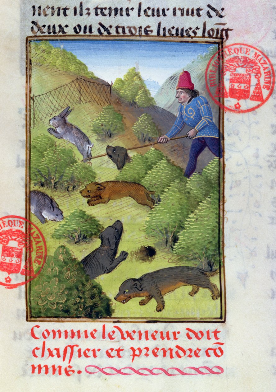 Lov králíků se psy a sítěmi, z Livre de la Chasse od Gastona Phebuse, počátek 15. století od French School