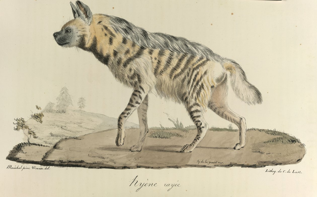 Hyena, hyena pruhovaná, z Přírodní historie savců (barva litho) od French School